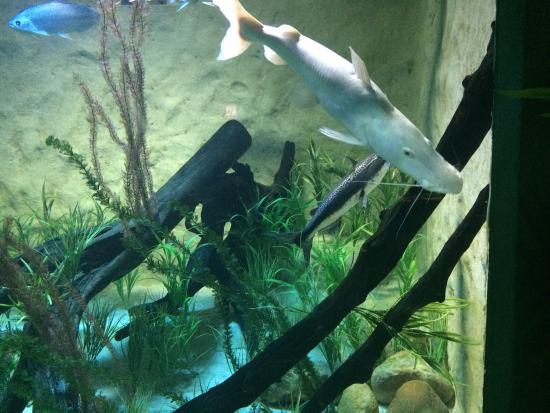 Aquarium de São Paulo